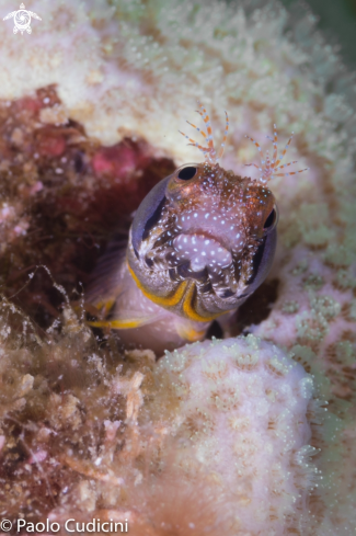 A Acanthemblemaria crockery | Browncheek blenny 