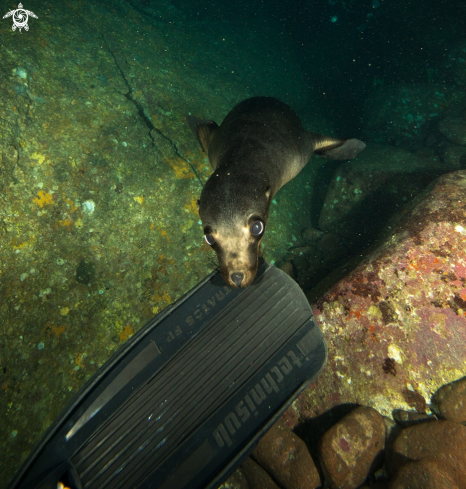 A California Sea Lion