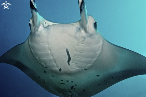 A Manta ray