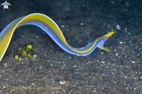 A ribon eel