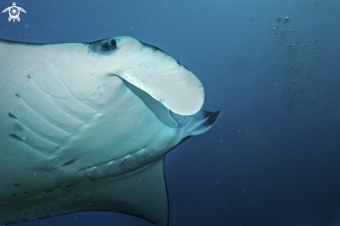 A Manta ray