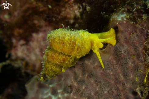 A Andaman Sea