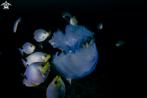 A Andaman Sea