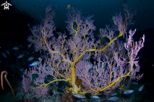 A Andaman Sea