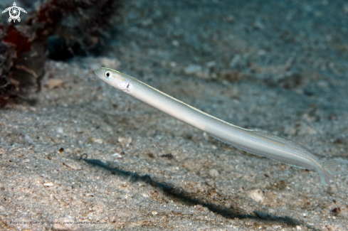 A Sand Diver