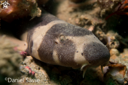 A Chiloscyllium punctatum | Juvenile Brownbanded bamboo shark