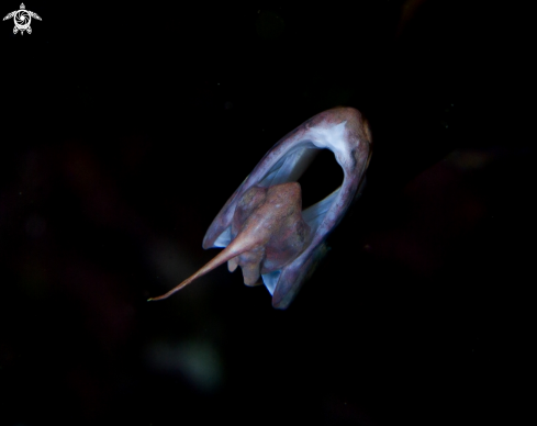 A Pipefish | pipefish