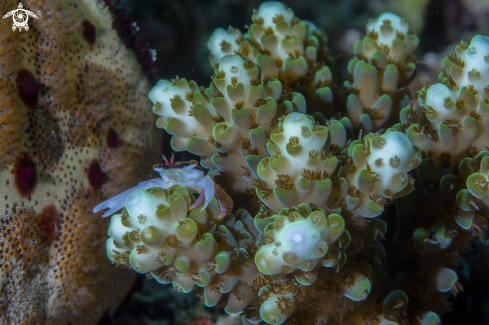 A pipefish