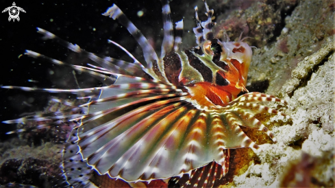 A Pterois | Lion Fish