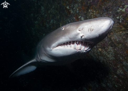 A Grey Nurse Shark