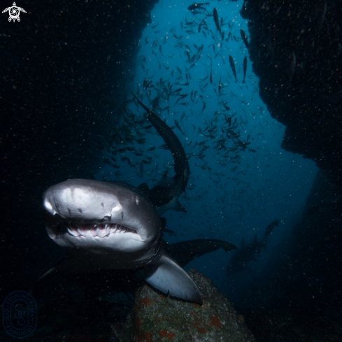 A Grey Nurse Shark