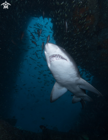 A Grey Nurse Shark