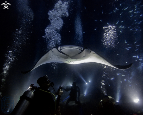 A Manta Ray