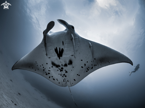 A Manta Ray