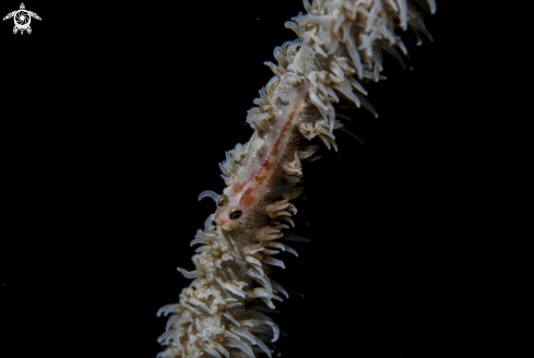 A Whip coral goby