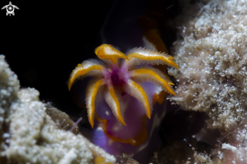 A nudi | the crone