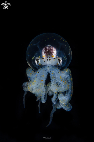 A Wonderpus Juvenile  | Octopus 