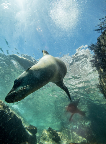 A California Sea Lion