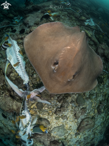 A Stingray