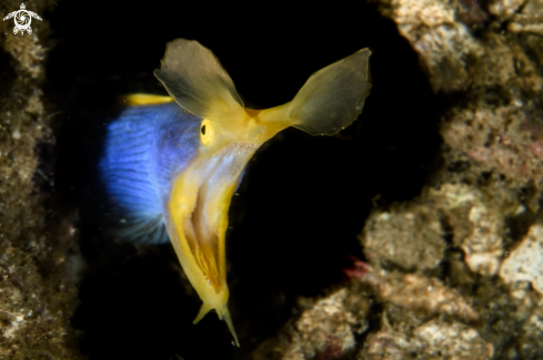 A Rhinomuraena quaesita | Blue ribbon eel