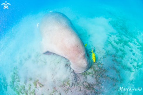 A Dugong 