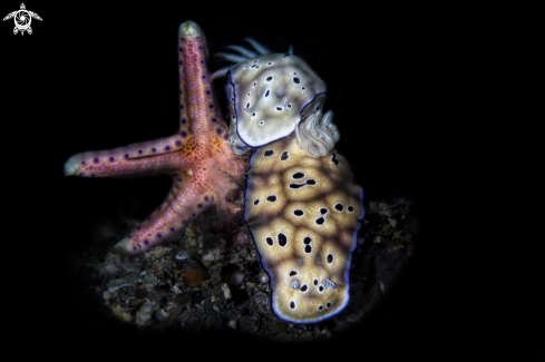 A  Risbecia Tryoni Bali  | nudi