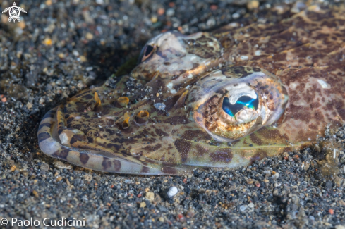 A Flathead