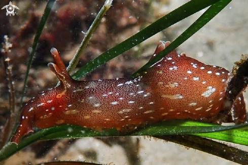 A Aplysia punctata | Sea Hare