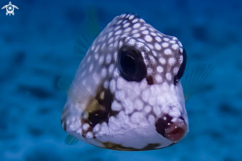 A Smooth Trunkfish
