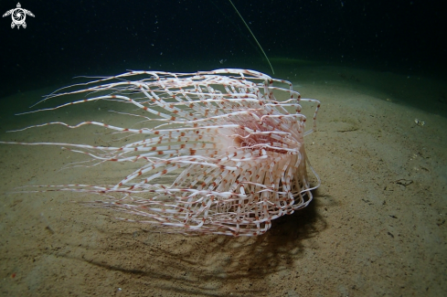 A Tube dwelling anemone