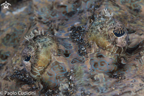 A Cymbacephalus beauforti | Crocodilefish