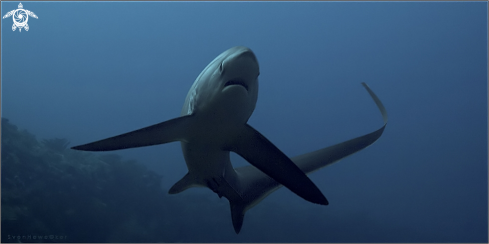 A Alopias vulpinus | tresher shark