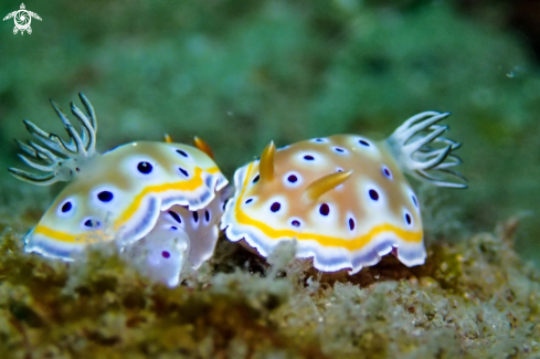 A Chromodoris 