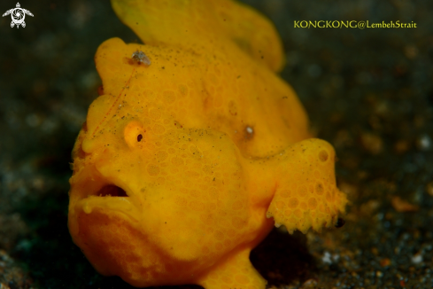 A Frogfish