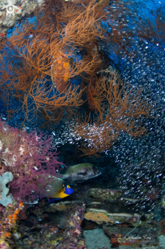 A Coral reef with glassfish
