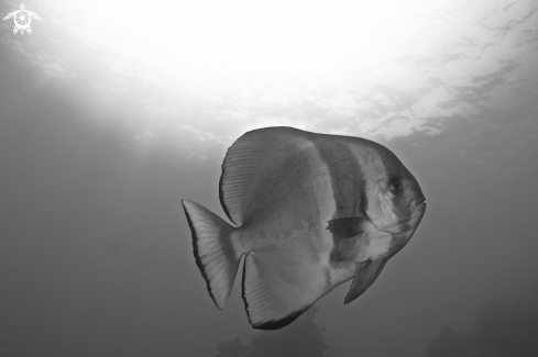 A Batfish