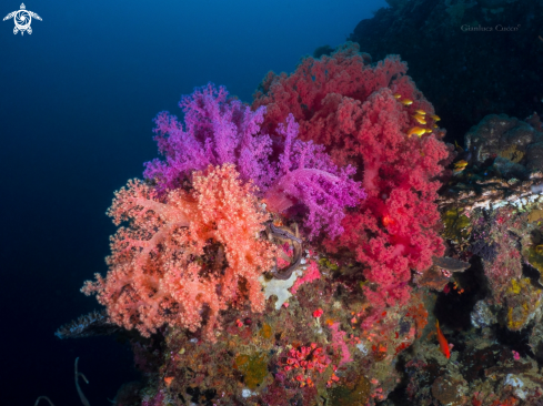 A Nephtheidae sp. | Soft Coral,