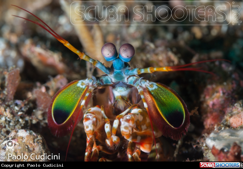 A Mantis shrimp 