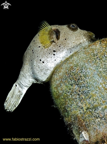 A Starry toadfish