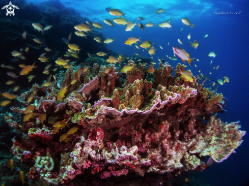 A coral reef | Coral Reef
