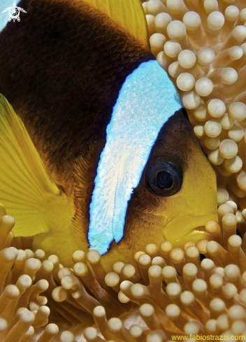 A Anemone fish