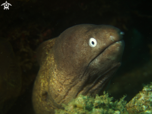 A Moray Eel