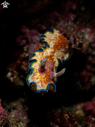 A Nudibranch