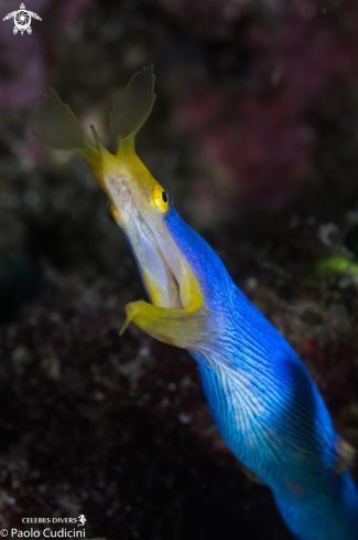 A Ribbon Eel (male), 