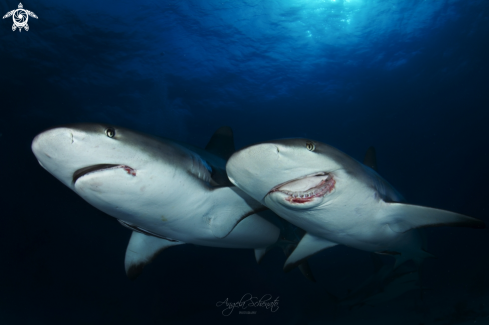 A GrayReef Shark