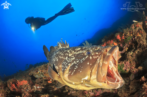 A Grouper