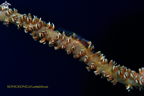 A Gobi on a wire coral