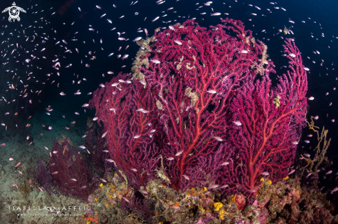 A Mediterranean sea fan