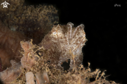 A cuttle fish