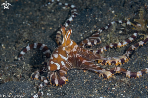 A Wunderpus photogenicus | Wunderpus 